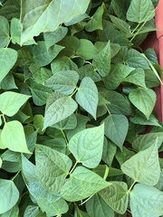 Vigna angularis