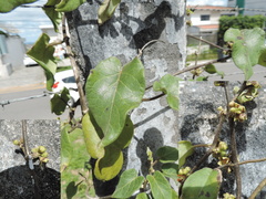 Ibatia ganglinosa