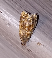 Olethreutes astrologana