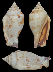Canarium microurceum