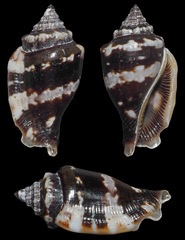 Canarium microurceum