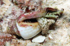 Canarium microurceum