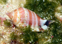 Canarium microurceum