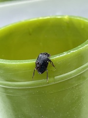 Dermestes undulatus