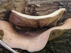 Tapinellaceae