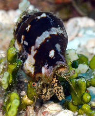 Canarium microurceum