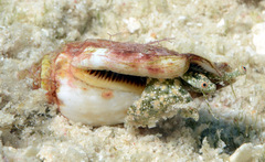 Canarium microurceum