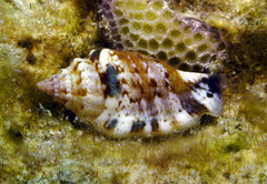 Canarium microurceum