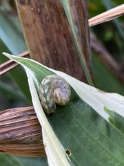 Cirrhophanus triangulifer