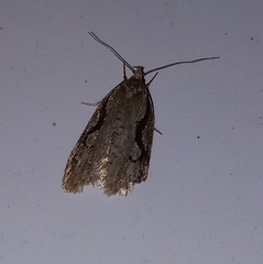 Semioscopis packardella