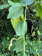 Passiflora apoda