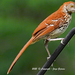 Eastern Brown Thrasher - Photo (c) j001, some rights reserved (CC BY-NC-ND), uploaded by j001