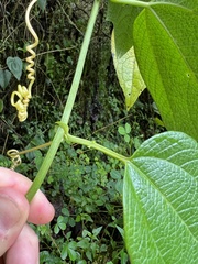 Passiflora apoda