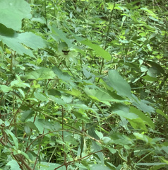 Protandrena passiflorae