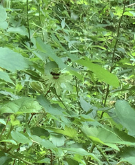 Protandrena passiflorae