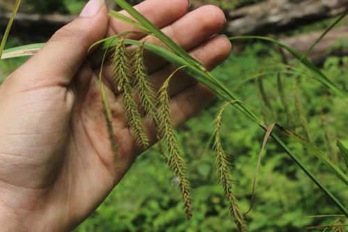 Image of Carex gynandra by (c) Alex Karasoulos, some rights reserved (CC BY)