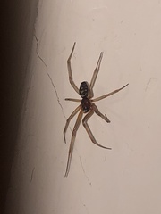 Steatoda grossa