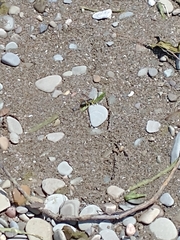 Bicyrtes quadrifasciatus