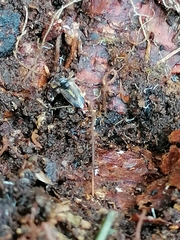 Evacanthus acuminatus