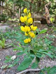 Sophoreae