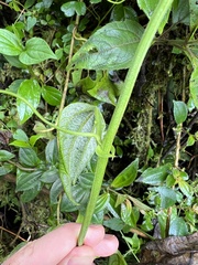 Passiflora apoda