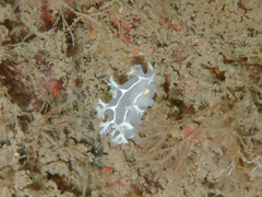 Duvaucelia lineata