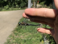 Somatochlora uchidai
