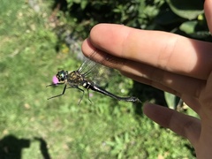 Somatochlora uchidai