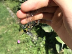 Somatochlora uchidai