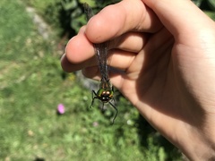 Somatochlora uchidai