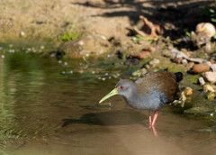 Pardirallus nigricans