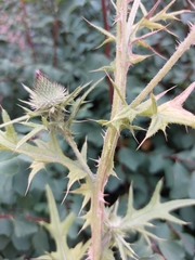 Cirsium vulgare