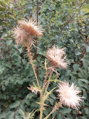 Cirsium vulgare