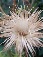 Cirsium vulgare