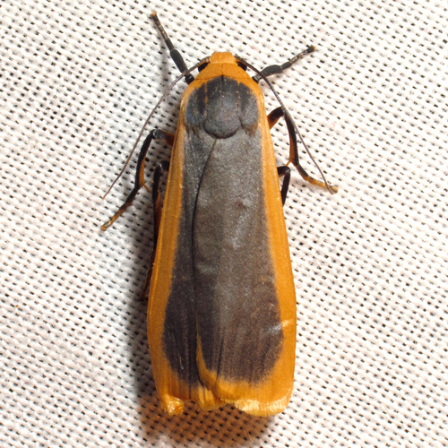 Brunia dorsalis