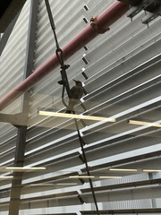 Toxostoma curvirostre