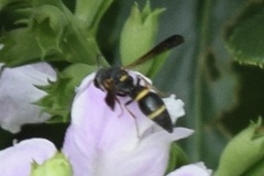 Parancistrocerus perennis