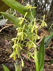 Epidendrum erosum