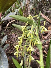 Epidendrum erosum