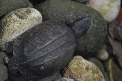 Kinosternon scorpioides