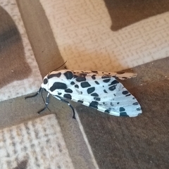 Hypercompe brasiliensis