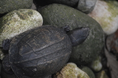 Kinosternon scorpioides