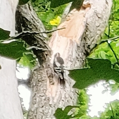 Dendrocopos syriacus