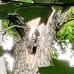 Dendrocopos syriacus