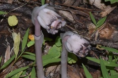 Monotropa uniflora