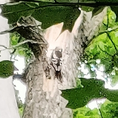 Dendrocopos syriacus
