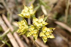 Bupleurum veronense