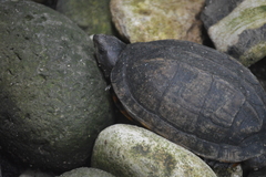 Kinosternon scorpioides