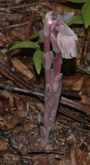 Monotropa uniflora