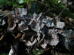Platismatia norvegica